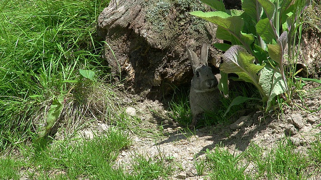 欧洲兔或野兔，oryctolagus cuuniculus，成年站在洞穴入口，诺曼底，实时视频素材