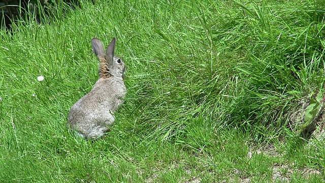 欧洲兔或野兔，oryctolagus cuuniculus，成年站在洞穴入口，诺曼底，实时视频素材