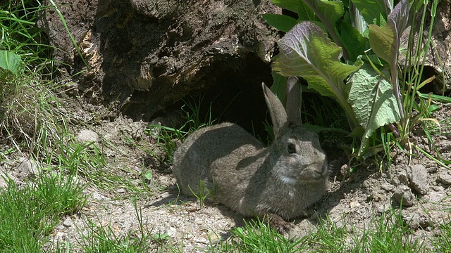 欧洲兔或野兔，oryctolagus cuuniculus，成年站在洞穴入口，诺曼底，实时视频素材