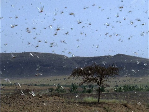 沙漠蝗虫(Schistocerca gregaria)聚集在毛里塔尼亚视频素材