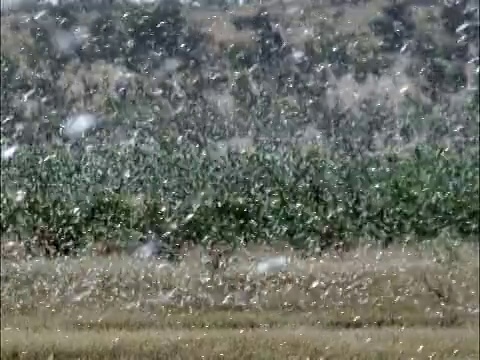 沙漠蝗虫(Schistocerca gregaria)聚集在毛里塔尼亚视频素材