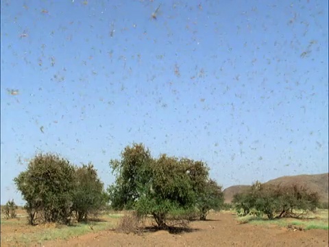 沙漠蝗虫(Schistocerca gregaria)聚集在毛里塔尼亚视频素材