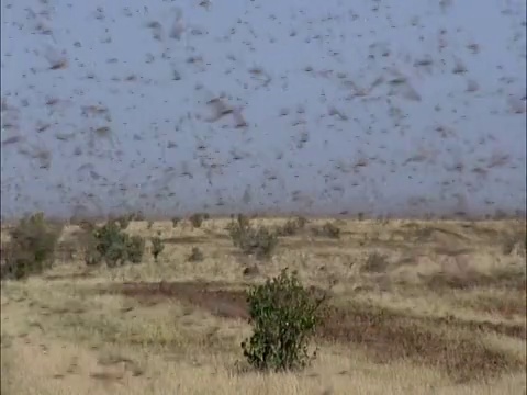 沙漠蝗虫(Schistocerca gregaria)聚集在毛里塔尼亚视频素材