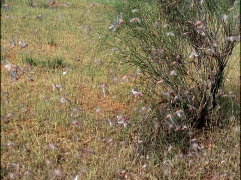 沙漠蝗虫(Schistocerca gregaria)聚集在毛里塔尼亚视频素材