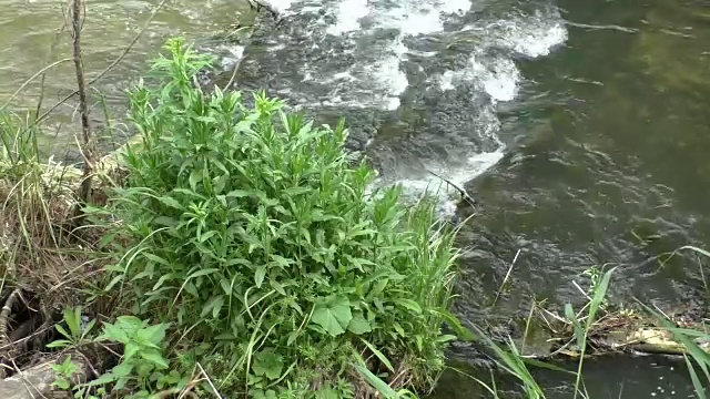 野生森林里的一条河视频下载