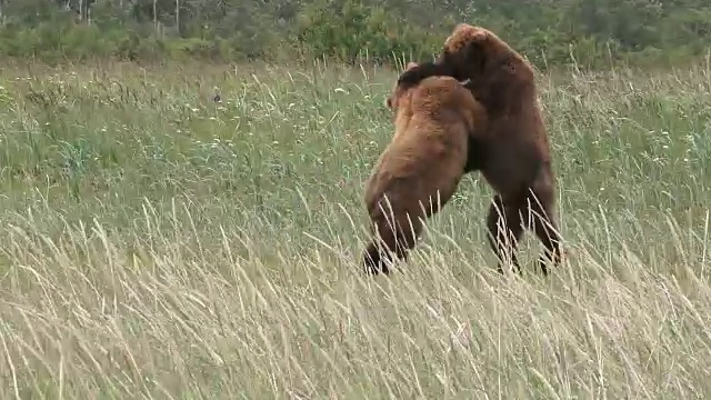 雄性棕熊，来自阿拉斯加海岸视频素材