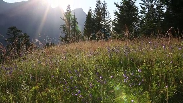 从高山的花草甸到山倾斜向上的观点视频素材