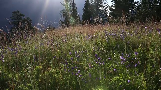 从高山的花草甸到山倾斜向上的观点视频素材