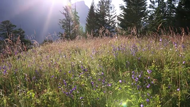 从高山的花草甸到山倾斜向上的观点视频素材