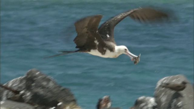 夏威夷，军舰鸟(fragata minor)吃黑燕鸥(Sterna fuscata)小鸡视频素材