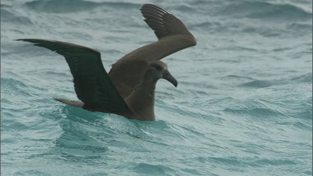 虎鲨(Galeocerdo cuvier)攻击黑脚信天翁(phoebasria nigripes)在海上，夏威夷视频素材