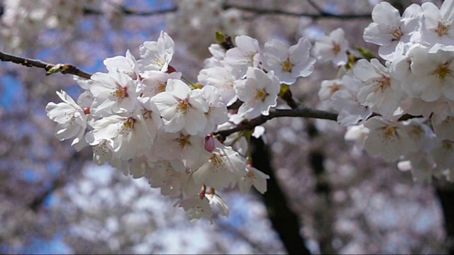 日本的樱花视频下载