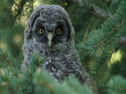 大灰猫头鹰(Strix nebulosa)雏在树上，蒙大拿，美国视频素材