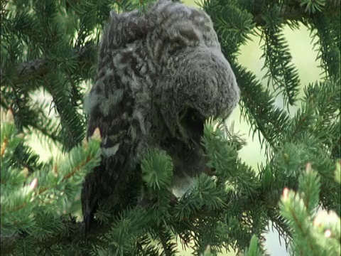 大灰猫头鹰(Strix nebulosa)雏在树上，蒙大拿，美国视频素材