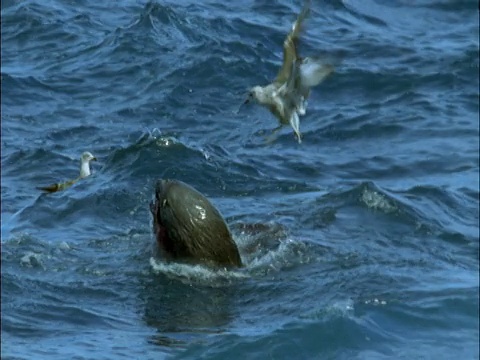 南非马里恩岛，亚南极海狗(Arctocephalus tropicalis)以王企鹅(Aptenodytes patagonicus)为食视频素材