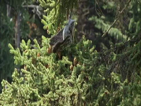 美国蒙大拿州，大灰猫头鹰(Strix nebulosa)的雏鸟摇晃着从树上掉下来视频素材