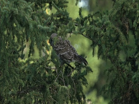 大灰猫头鹰(Strix nebulosa)雏在树上，蒙大拿，美国视频素材