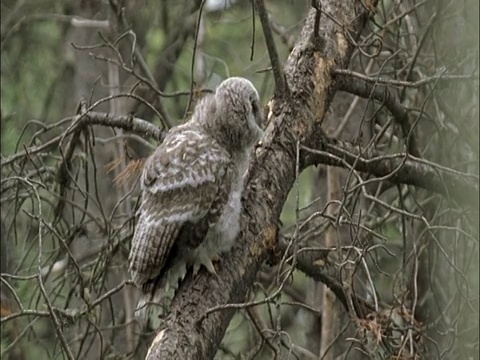 大灰猫头鹰(Strix nebulosa)雏鸟爬上树，蒙大拿，美国视频素材