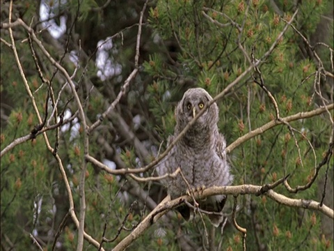 大灰猫头鹰(Strix nebulosa)雏从树上起飞，蒙大拿，美国视频素材