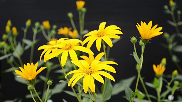 黄色的菊芋花视频素材