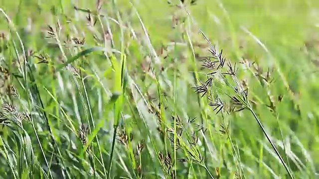 野生绿草视频下载