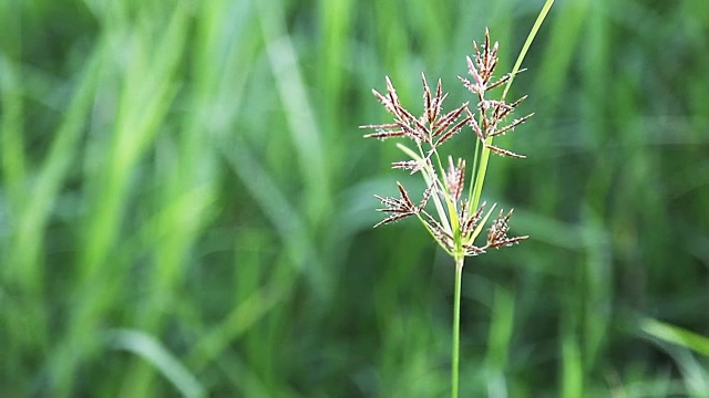 野生绿草视频下载