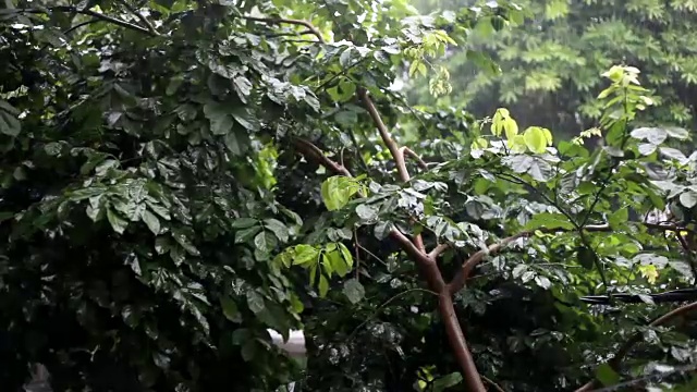 大雨视频素材