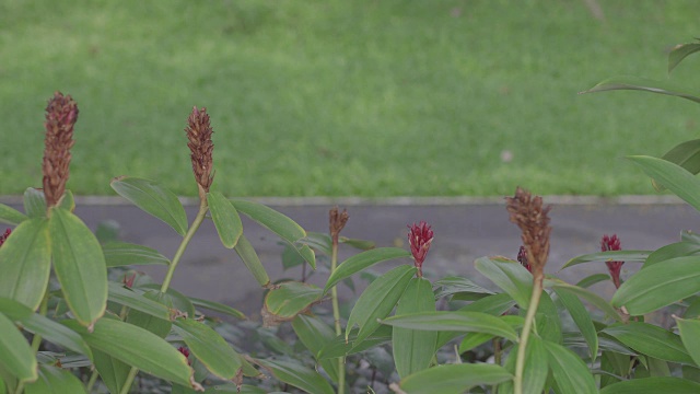 模糊了公园里骑自行车的人与鲜花的前景。视频素材