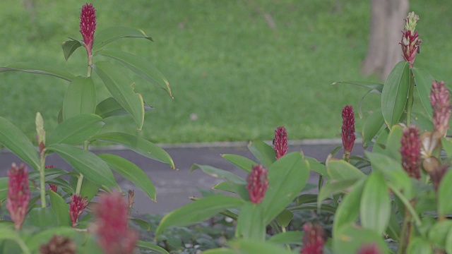 模糊了公园里骑自行车的人与鲜花的前景。视频下载