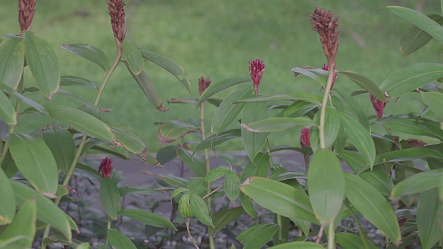 模糊了公园里骑自行车的人与鲜花的前景。视频素材