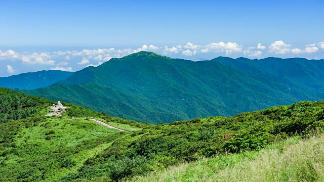 在韩国著名的旅游景点千里山国家公园，微风吹拂着草地上的几朵黄花。视频素材