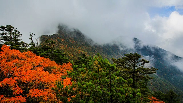 秋日里，红枫树和云海在天望峰(chitisan的第二高峰，它是著名的日出观测点)上流动的奇里山国家公园(韩国最神圣的山之一)视频素材