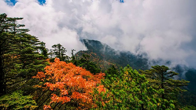 秋日里，红枫树和云海在天望峰(chitisan的第二高峰，它是著名的日出观测点)上流动的奇里山国家公园(韩国最神圣的山之一)视频素材