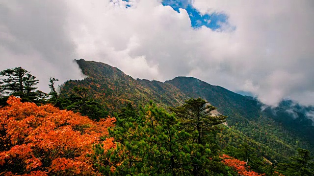 秋日里，红枫树和云海在天望峰(chitisan的第二高峰，它是著名的日出观测点)上流动的奇里山国家公园(韩国最神圣的山之一)视频素材