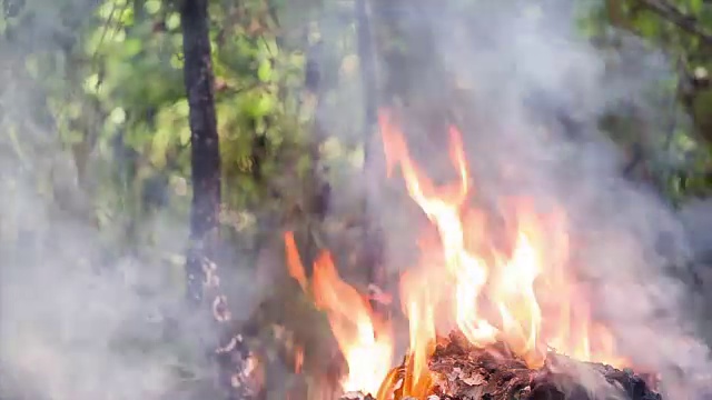 夏季森林火灾。视频素材