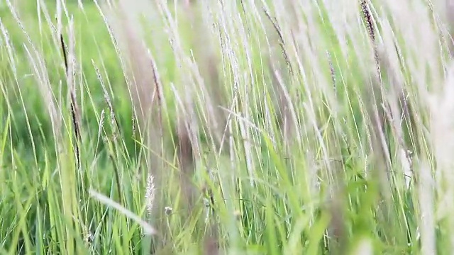 野生绿草视频下载