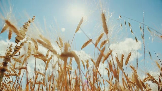 在夏日阳光明媚的麦田里视频素材