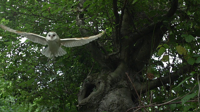 Barn Owl, tyto alba，飞行中的成人，从诺曼底的Tree起飞，慢动作视频素材