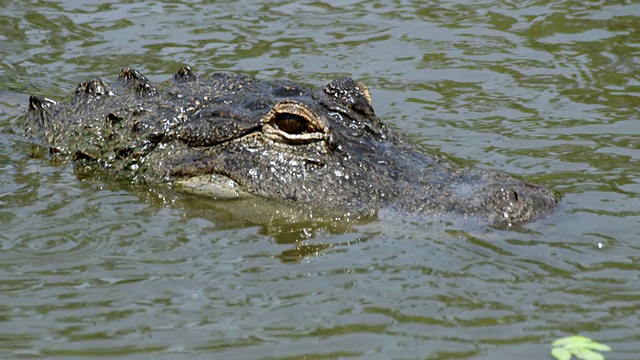 美国短吻鳄/佩恩草原，Gainsville / Gatorland，英国奥兰多视频素材