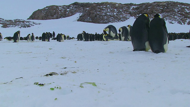 一对帝企鹅在南极阿德利陆地Dumont D'Urville站外被其他企鹅打断的雪地上交配视频素材