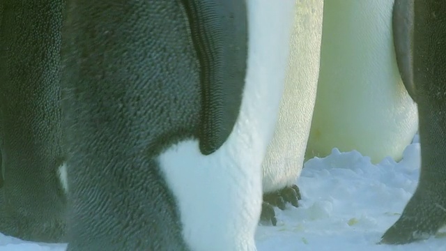 这张照片拍摄的是帝企鹅在暴风雪中挤作一团，站直了身子/南极洲阿德利陆地杜蒙·D·居维尔站视频素材