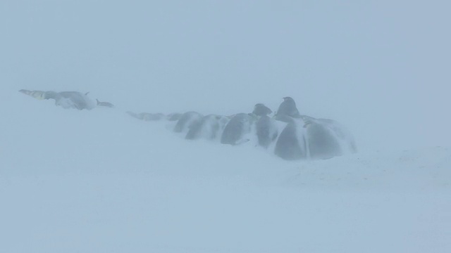 在暴雪中，帝企鹅几乎被埋在雪下。南极洲阿德利陆地Dumon D Urville站视频素材