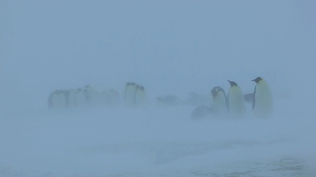 一群帝企鹅在暴风雪中挣扎着走向摄像机/南极洲阿德利陆地杜蒙·D·居维尔站视频素材