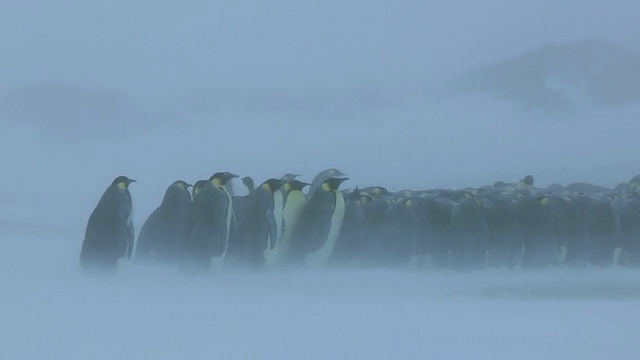 一群帝企鹅坐着从左到右的雪橇与暴风雪搏斗，当他们到达南极洲阿德利陆地杜蒙·D·居维尔站时视频素材