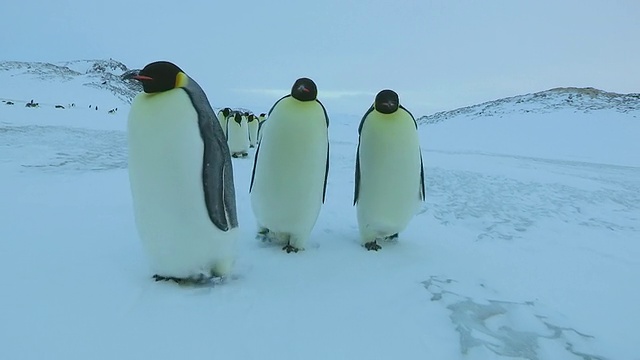 一群帝企鹅在雪地上行走，当他们靠近杜蒙德维尔站时，南极洲阿德利陆地视频素材