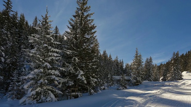 Hyperlapse时间推移跟踪拍摄在积雪的路径与积雪的杉树和正面的太阳视频素材