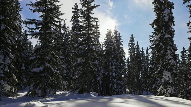 Hyperlapse时间推移跟踪拍摄的森林积雪的冷杉树视频素材