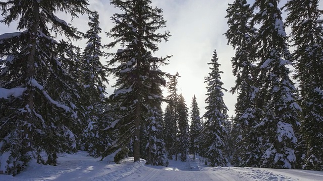 Hyperlapse时间推移跟踪拍摄的越野小径之间的雪杉树视频素材