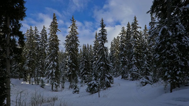 Hyperlapse时间推移跟踪拍摄的越野小径之间的雪杉树视频素材