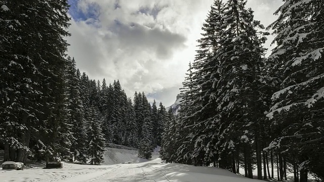 Hyperlapse时间推移跟踪拍摄在积雪的路径之间的杉树视频素材